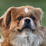 Whiskey (47/SZ/2025)