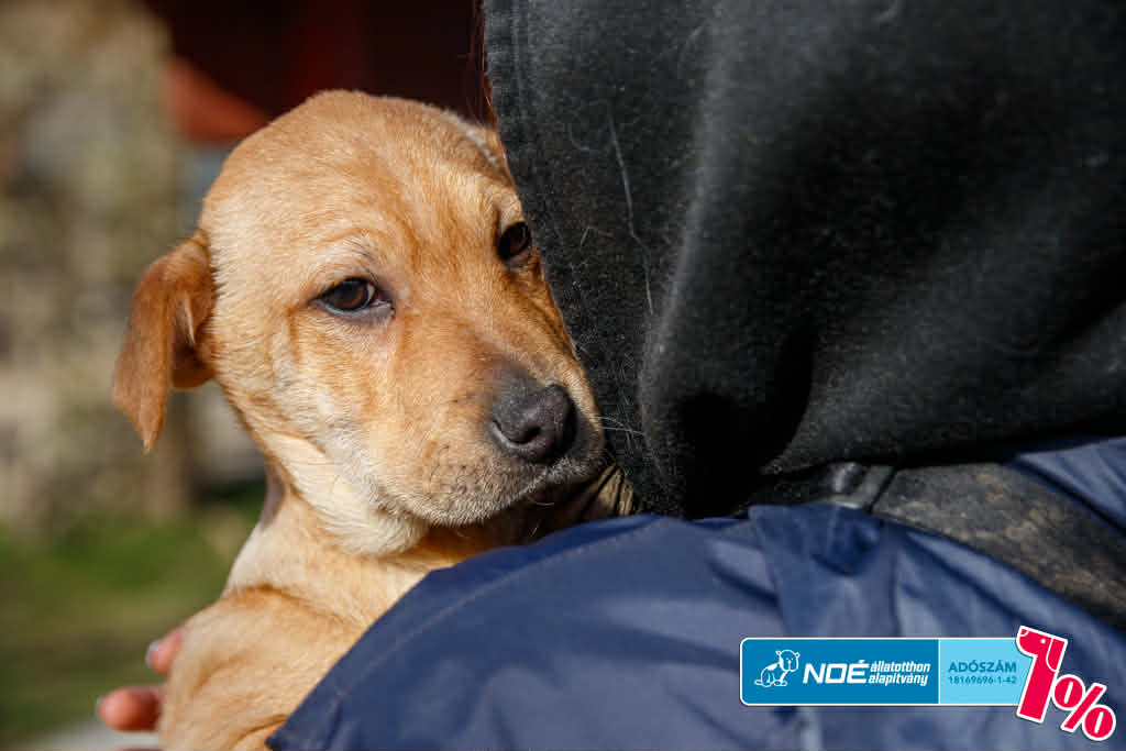 salgo_sityak_10.jfif